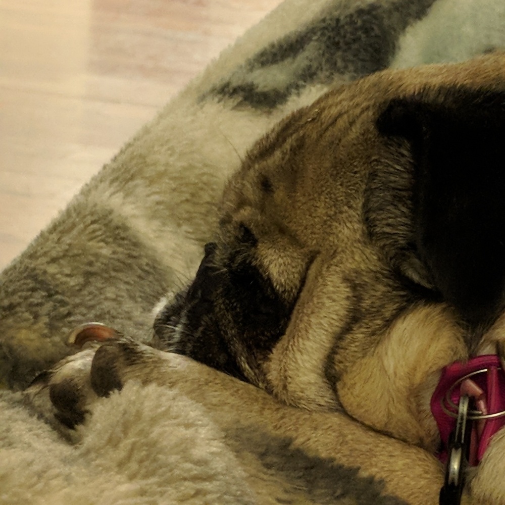 Meet your Posher, Mom's Pug Patch